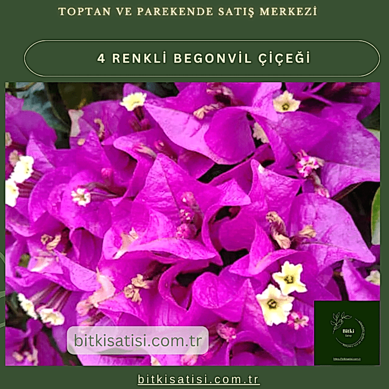 Begonvil Çiçeği: Bahçenizi Renklendirin!
