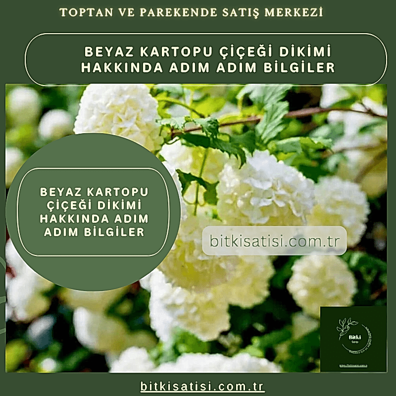 Beyaz kartopu çiçeği dikimi hakkında adım adım bilgiler