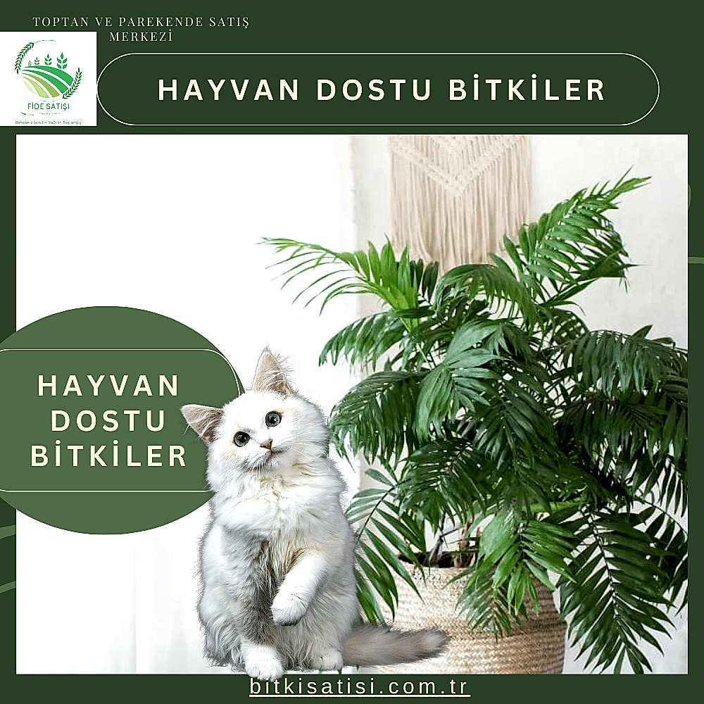 Hayvan Dostu  Bitkiler: Evcil Dostlarınıza Hem Şıklık Hem Sağlık
