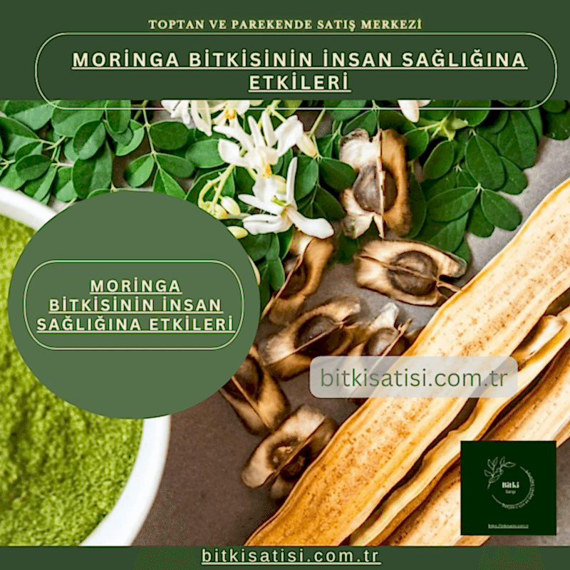 Moringa Bitkisinin İnsan Sağlığına Etkileri