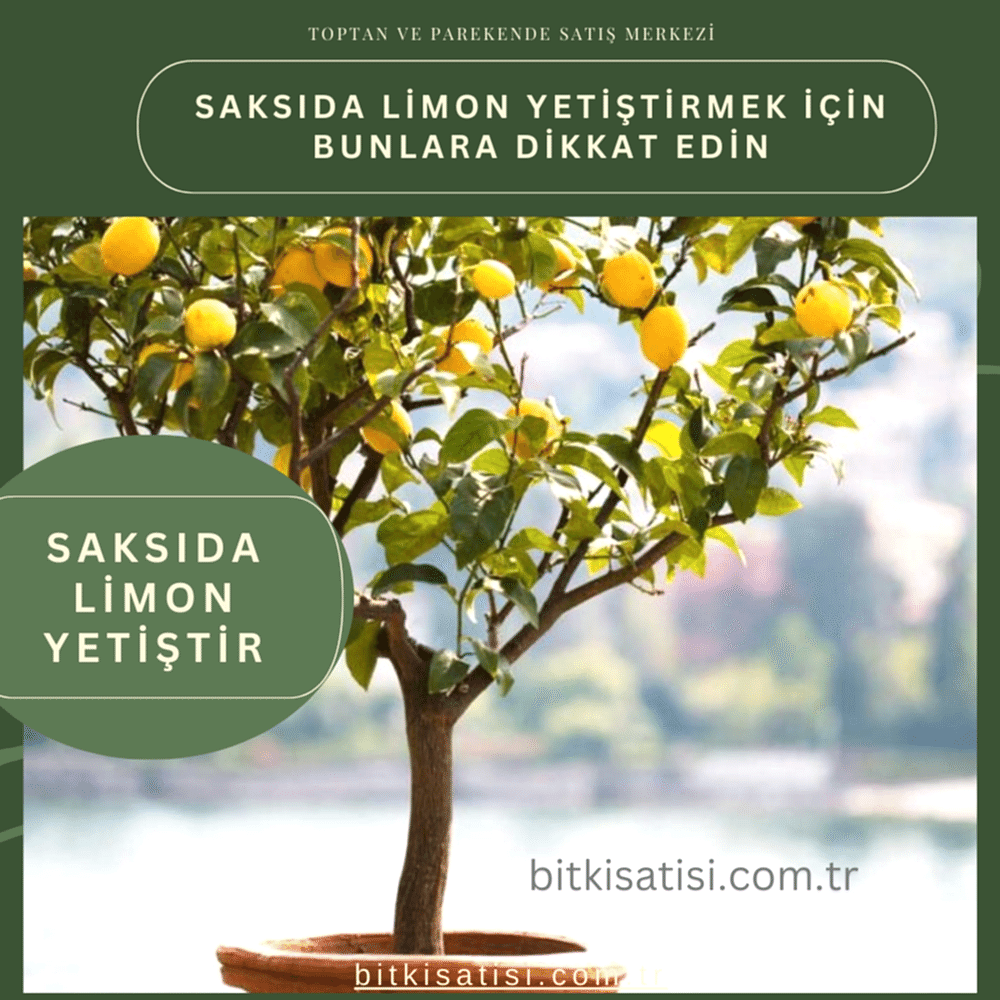 Saksıda limon yetiştirmek için mutlaka bunlara dikkat edin