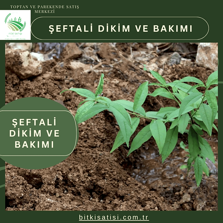 Şeftali Fidanı Dikimi ve Bakımı: Adım Adım Rehber