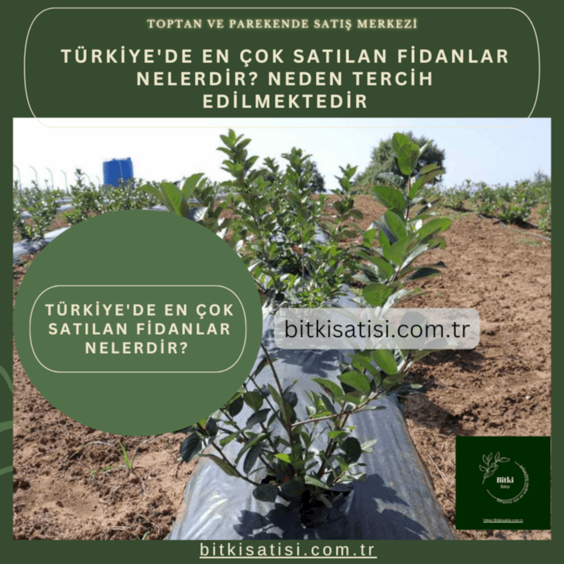 Azərbaycan'de En çok Satılan Fidanlar Nelerdir? Neden tercih edilmektedir