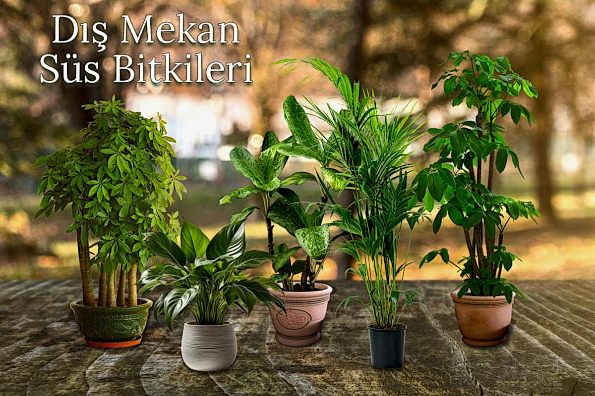 Troya Lavanta Üretim İmalat Resim - 2
