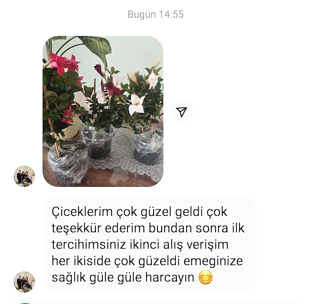 3 renkli Mandavilla Sarmaşığı