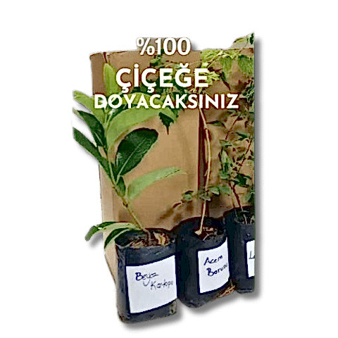6lı set. 6 saksıda 6 çiçek Beyaz kartopu Acem borusu Leylak Ortanca Mor salkım Ful yasemin
