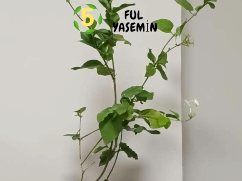 6lı set. 6 saksıda 6 çiçek Beyaz kartopu Acem borusu Leylak Ortanca Mor salkım Ful yasemin