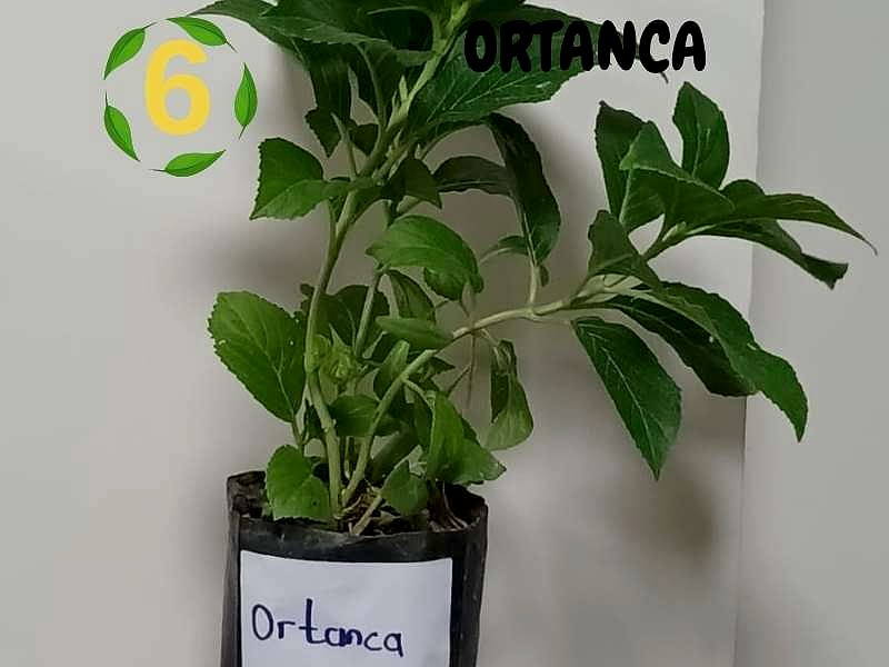 6lı set. 6 saksıda 6 çiçek Beyaz kartopu Acem borusu Leylak Ortanca Mor salkım Ful yasemin