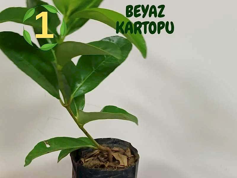 6lı set. 6 saksıda 6 çiçek Beyaz kartopu Acem borusu Leylak Ortanca Mor salkım Ful yasemin