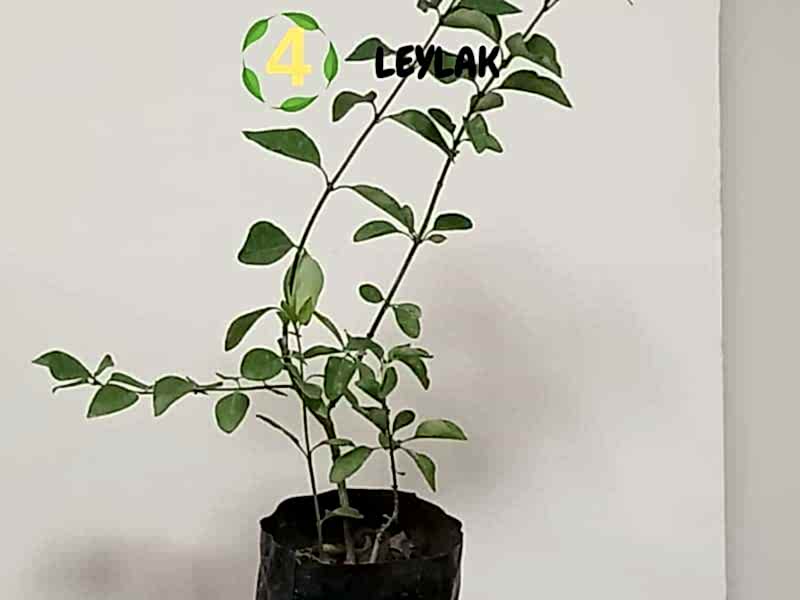 6lı set. 6 saksıda 6 çiçek Beyaz kartopu Acem borusu Leylak Ortanca Mor salkım Ful yasemin
