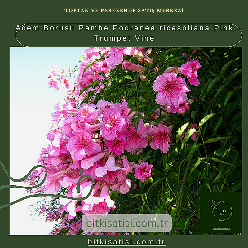 Acem Borusu Pembe Podranea ricasoliana Pink Trumpet Vine