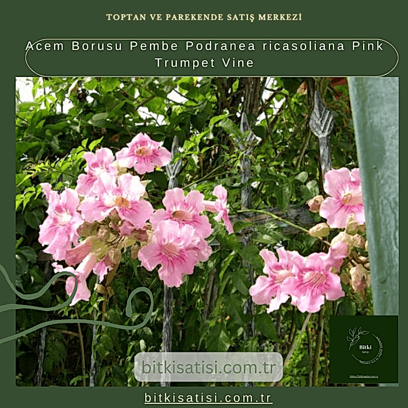 Acem Borusu Pembe Podranea ricasoliana Pink Trumpet Vine