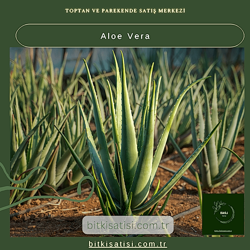 Aloe Vera Bitkisi - Doğal Cilt Bakımı ve Sağlık İçin Yetiştirin