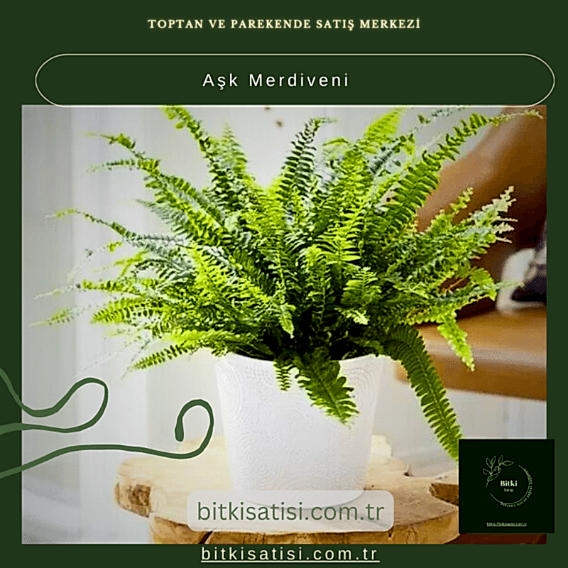 Aşk Merdiveni