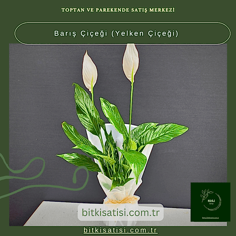 Barış Çiçeği-Yelken Çiçeği- Spatifilyum