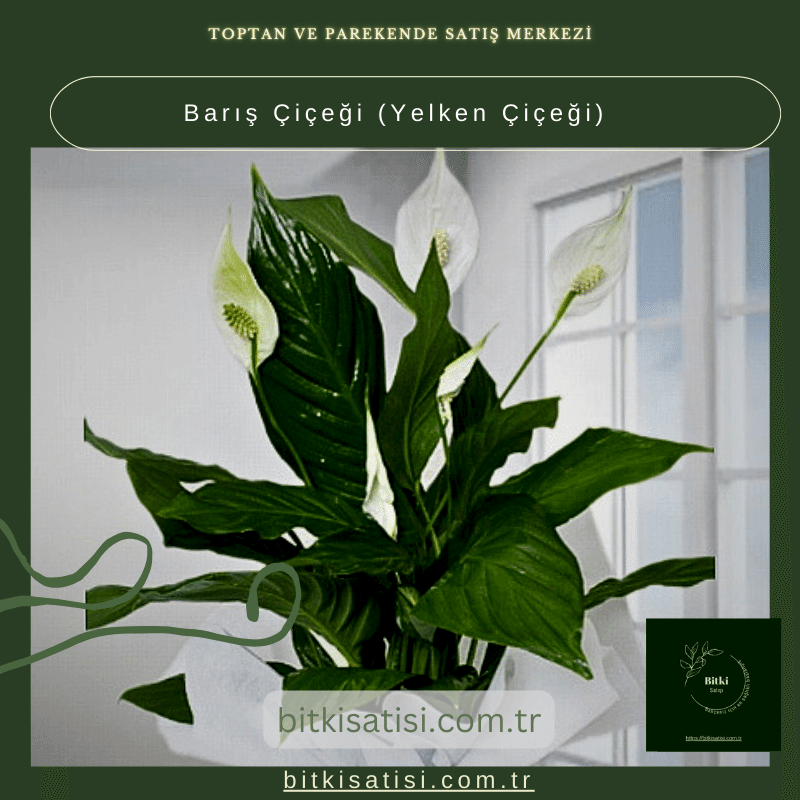 Barış Çiçeği-Yelken Çiçeği- Spatifilyum