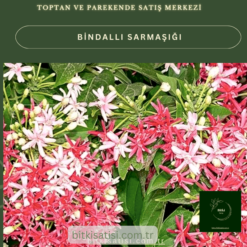 Bindallı Sarmaşığı Muhteşem Görüntü Muhteşem Kokulu