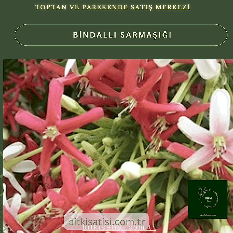 Bindallı Sarmaşığı Muhteşem Görüntü Muhteşem Kokulu
