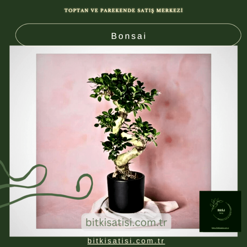 Bonsai