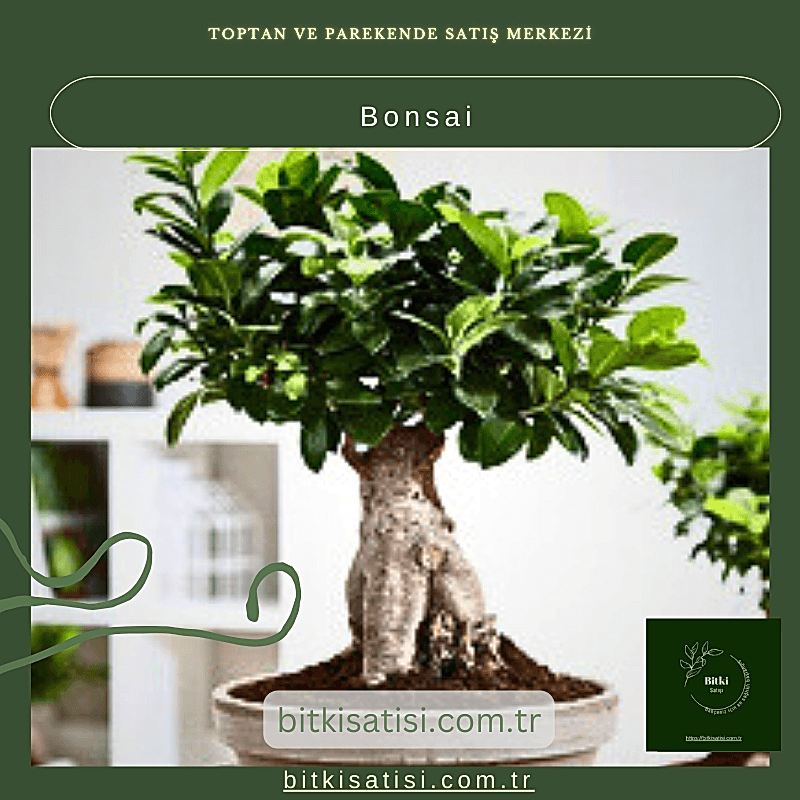 Bonsai
