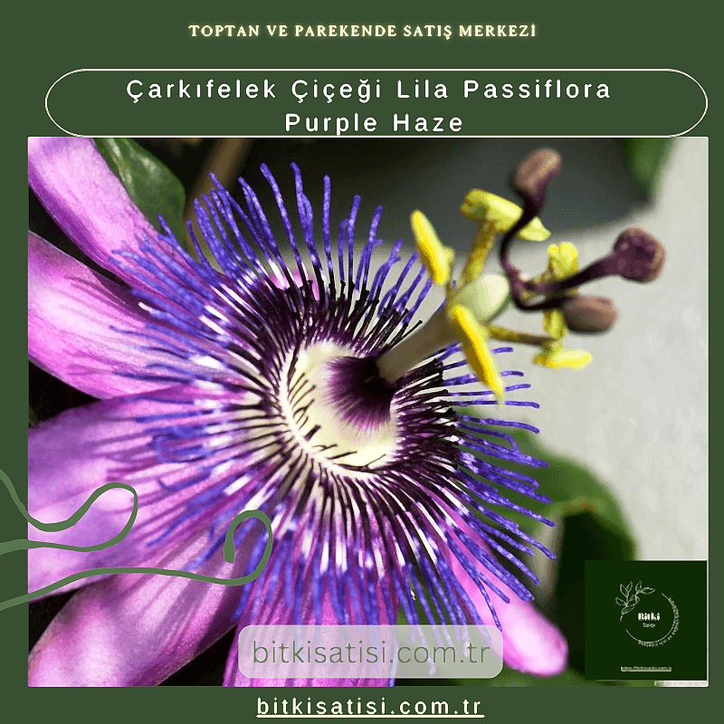 Çarkıfelek Çiçeği Lila Passiflora Purple Haze