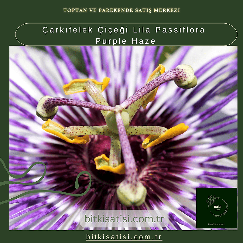 Çarkıfelek Çiçeği Lila Passiflora Purple Haze