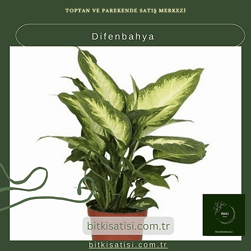 Difenbahya Bitkisi