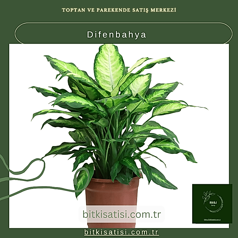 Difenbahya Bitkisi