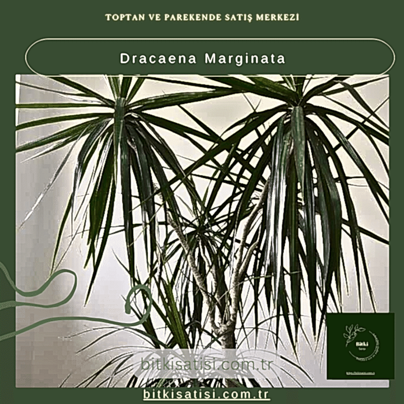 Dracaena Marginata