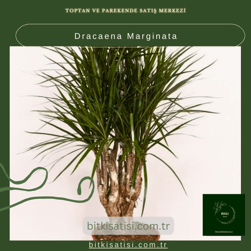 Dracaena Marginata