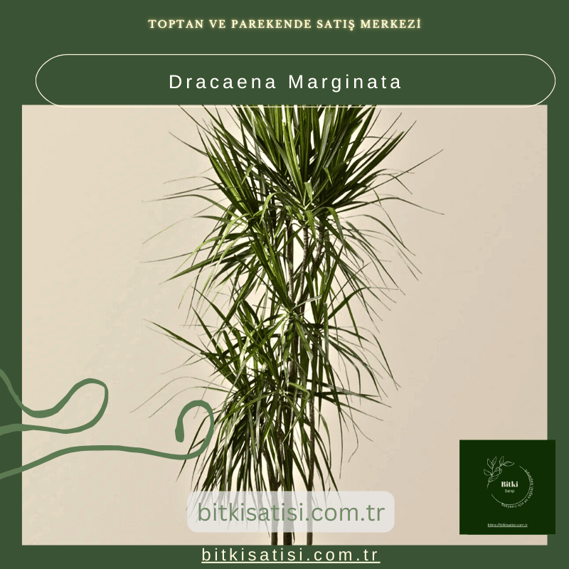 Dracaena Marginata