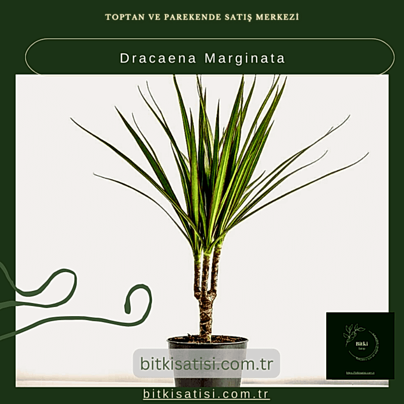 Dracaena Marginata