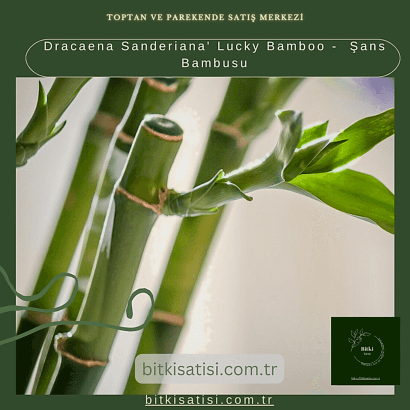 Dracaena Sanderiana' Lucky Bamboo -  Şans Bambusu