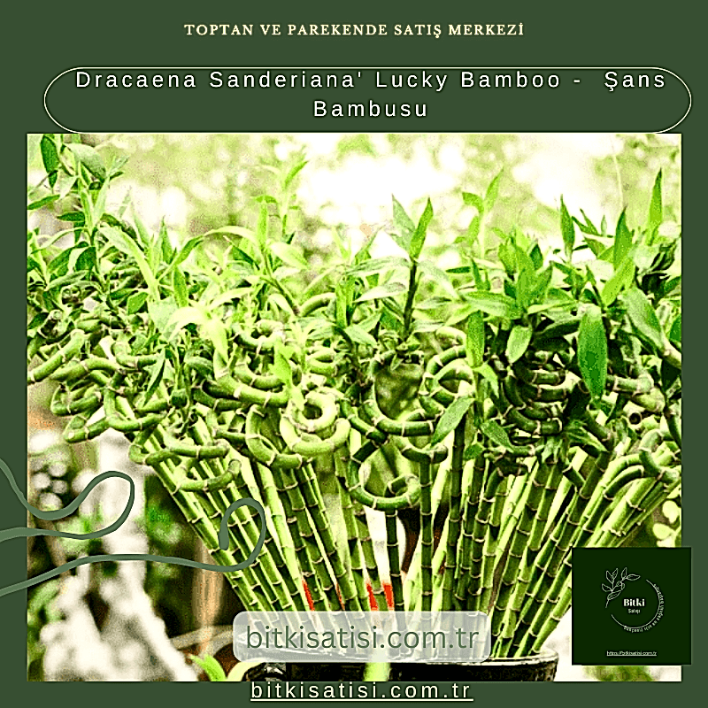 Dracaena Sanderiana' Lucky Bamboo -  Şans Bambusu
