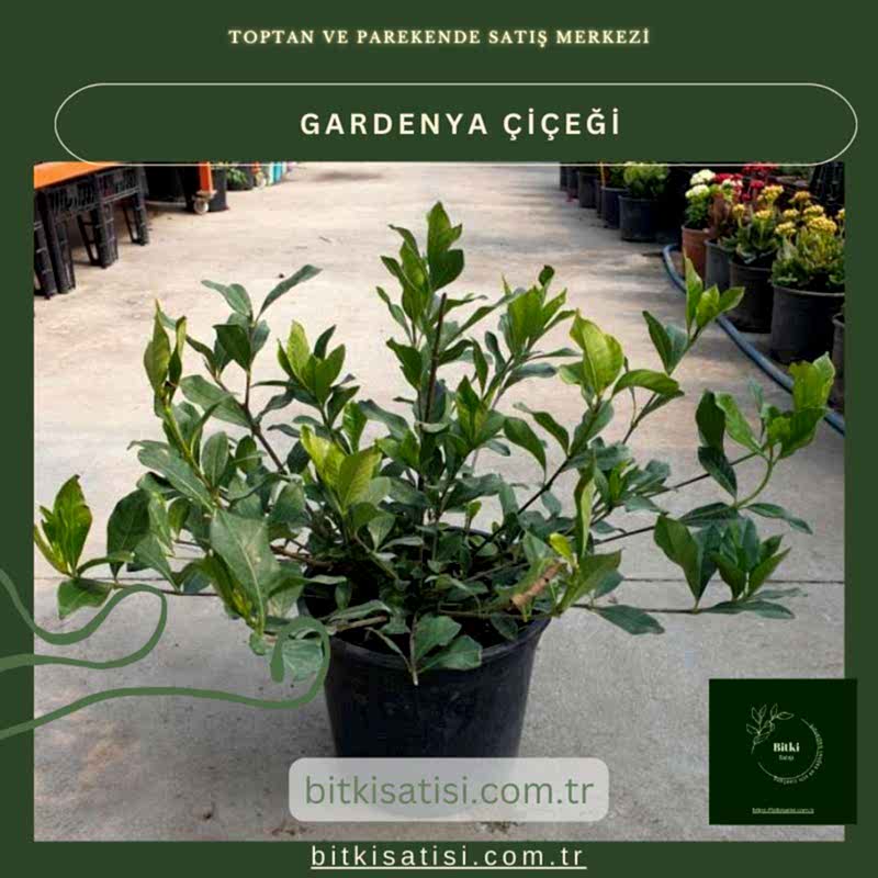 Gardenya Çiçeğiyle Bahçenizi Şenlendirin