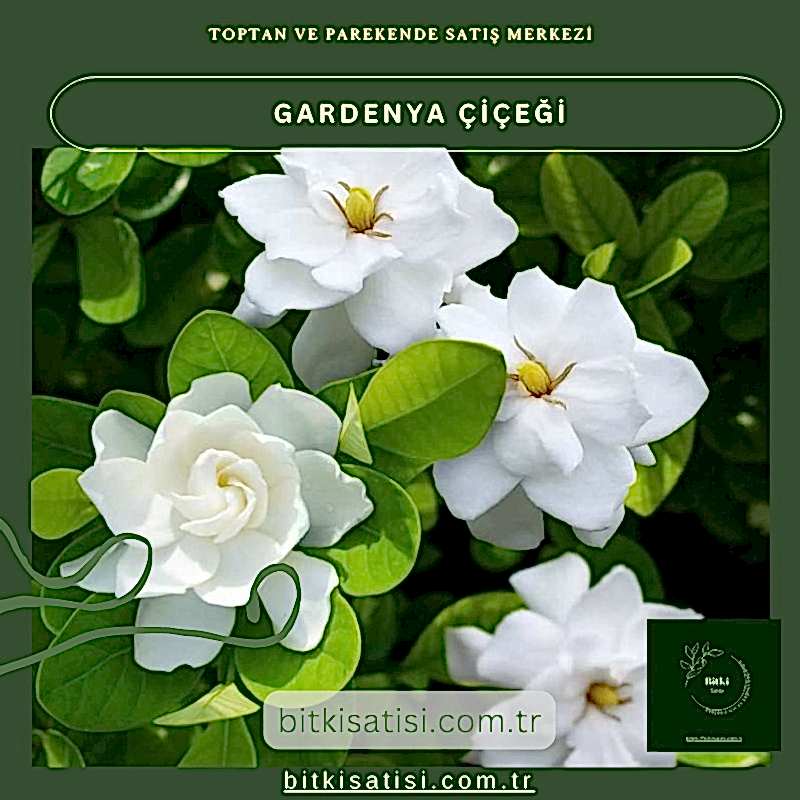 Gardenya Çiçeğiyle Bahçenizi Şenlendirin