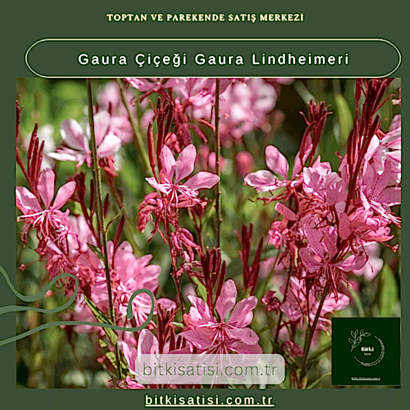 Gaura Çiçeği Gaura Lindheimeri
