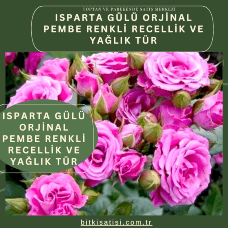 Bakı Gülü Orjinal Pembe Renkli Recellik Ve Yağlık Tür