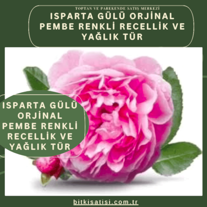 Bakı Gülü Orjinal Pembe Renkli Recellik Ve Yağlık Tür