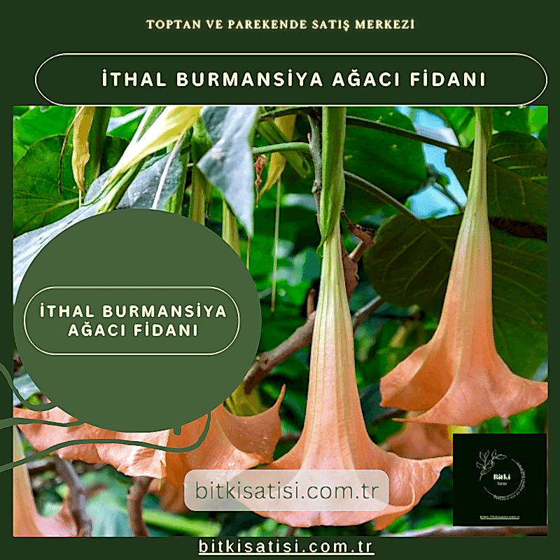 İthal Burmansiya Ağacı Fidanı