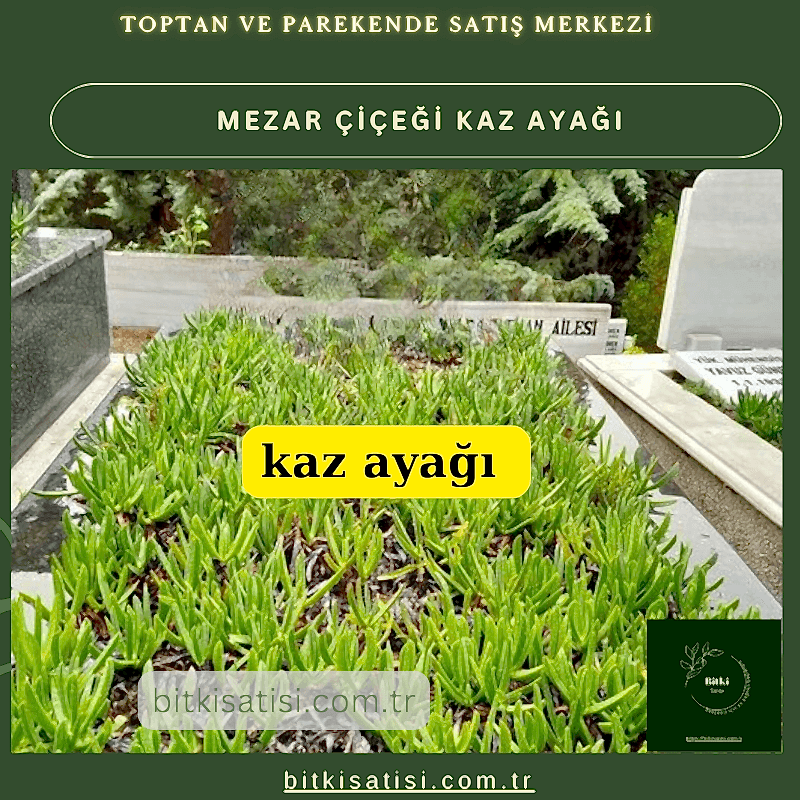Kaz ayağı mezar çiçeği. Sıcak soğuk ve susuzluğa dayanıklı 45 fide al