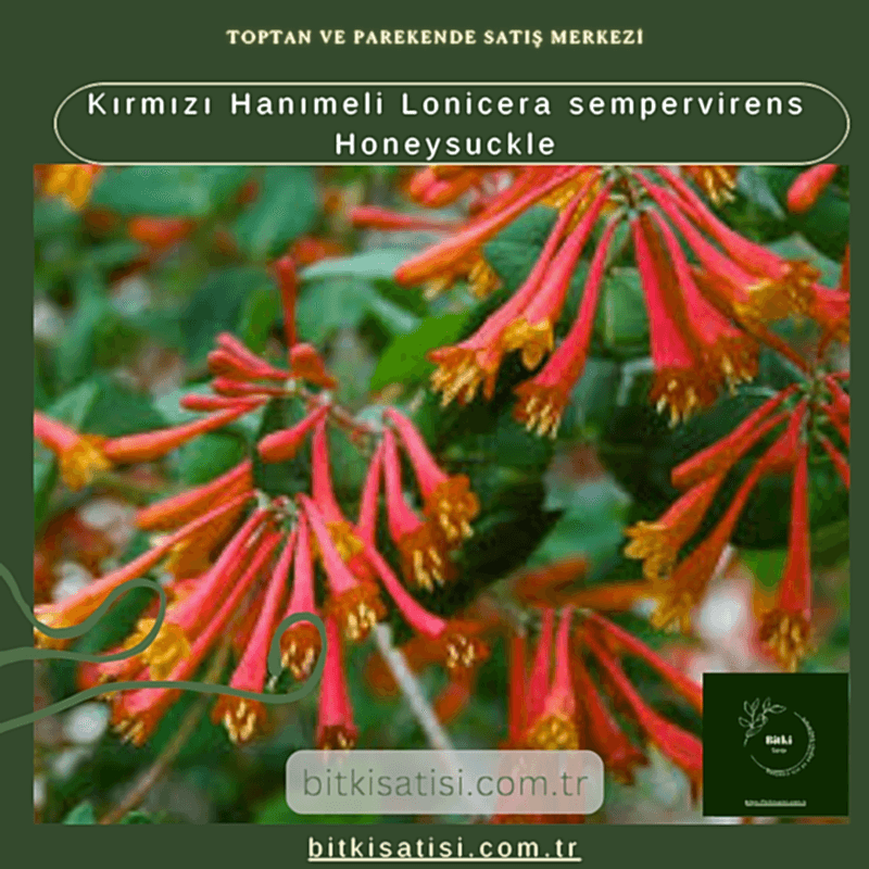Kırmızı Hanımeli Lonicera sempervirens Honeysuckle