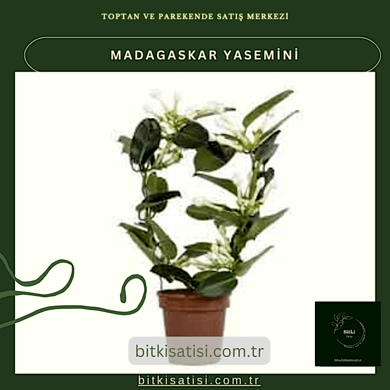 Madagaskar Yasemini Muhteşem Kokulu