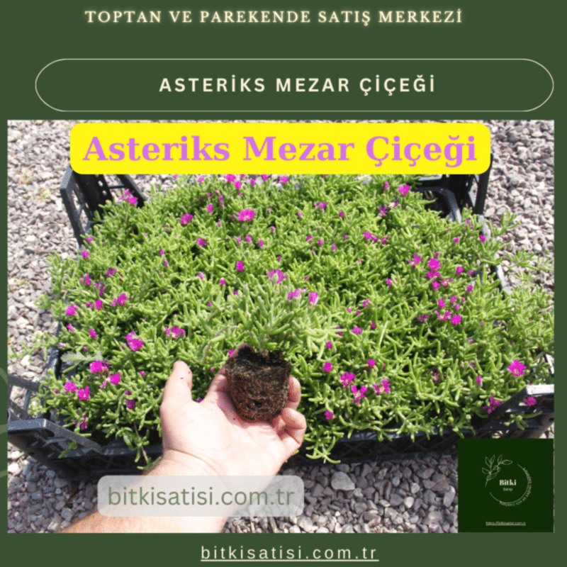 Mezar Çiçeği Seti. 45 Asteriks  5 Kazayağı1 Mezar Gülü