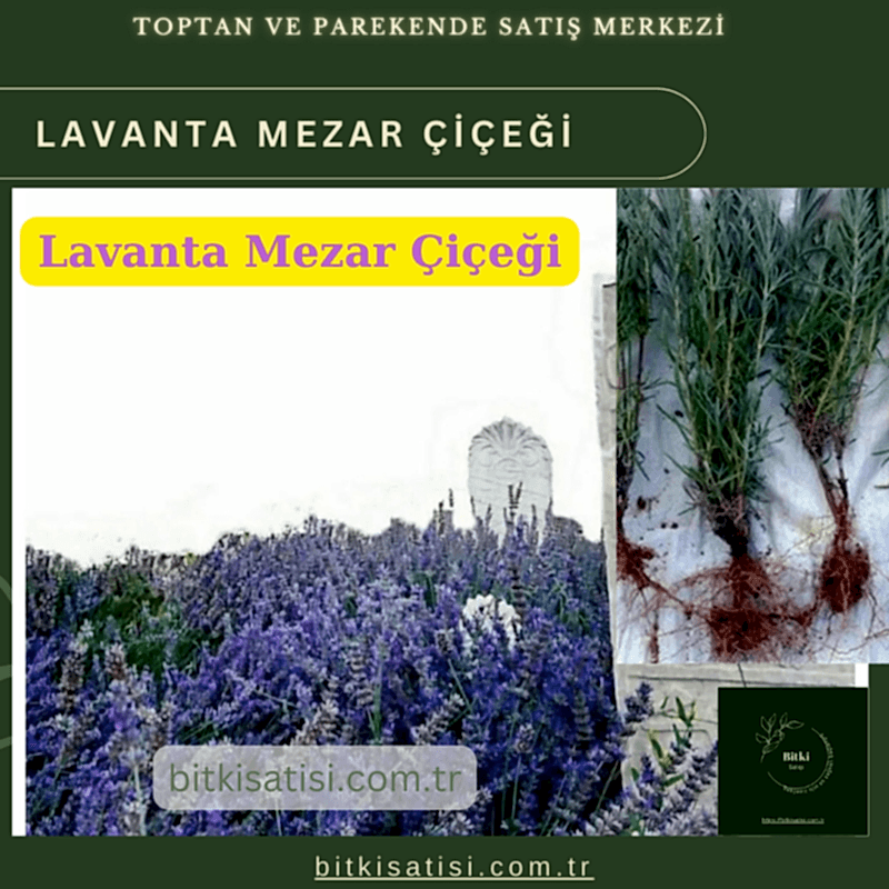 Mezar Çiçeği Seti. 45 Asteriks  5 Kazayağı1 Mezar Gülü