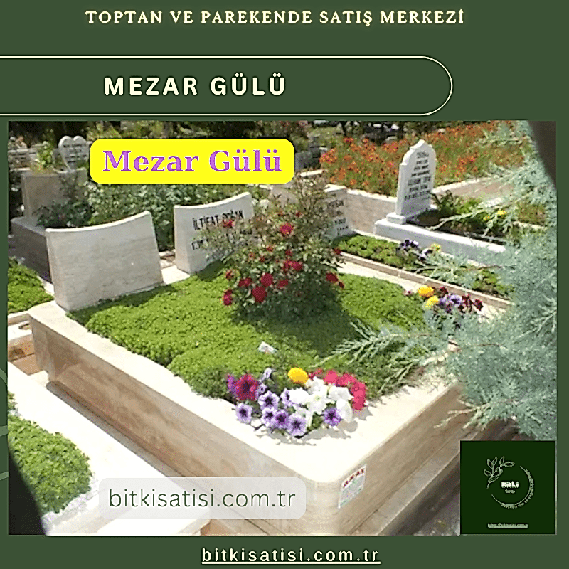 Mezar Çiçeği Seti. 45 Asteriks  5 Kazayağı1 Mezar Gülü