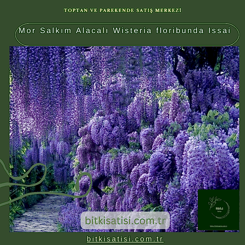 Mor Salkım Alacalı Wisteria floribunda Issai