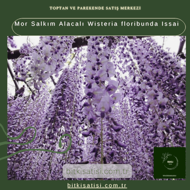 Mor Salkım Alacalı Wisteria floribunda Issai