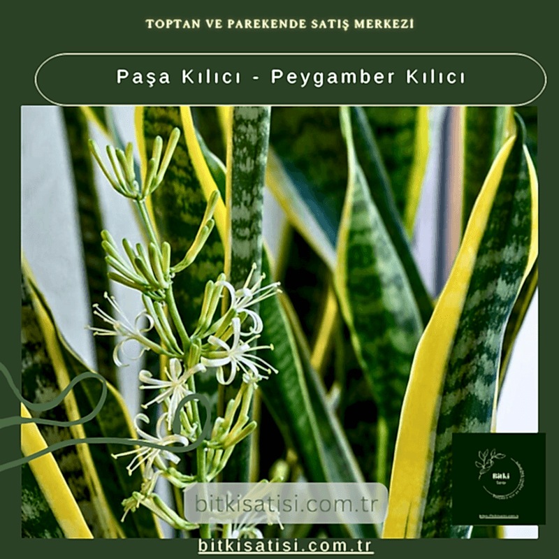 Paşa Kılıcı - Peygamber Kılıc