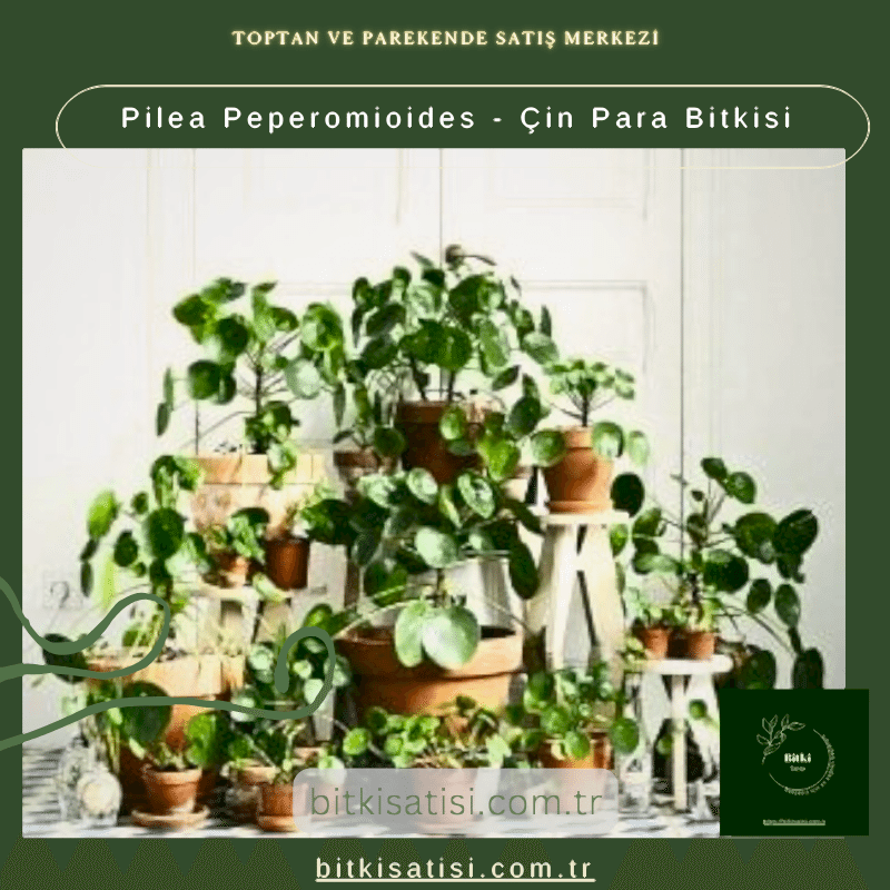 Pilea Peperomioides - Çin Para Bitkisi